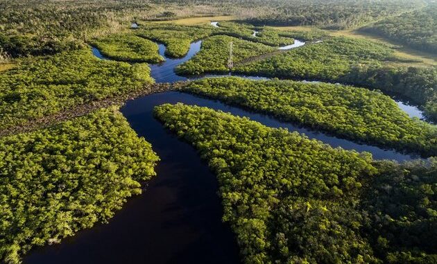 Vamos Salvar a Amazônia!